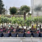 Budleja Dávidova (Buddleja Davidii) ´BUTTERFLY CANDY® LITTLE LILA´ - výška 40-50 cm, kont. C3L - NA KMIENKU